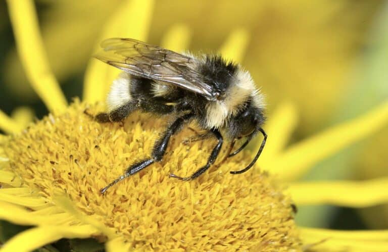 cuckoo bumblebee, bombus barbutellus (kirby) f, km, somerset levels st415 463, vc6, © robin will5