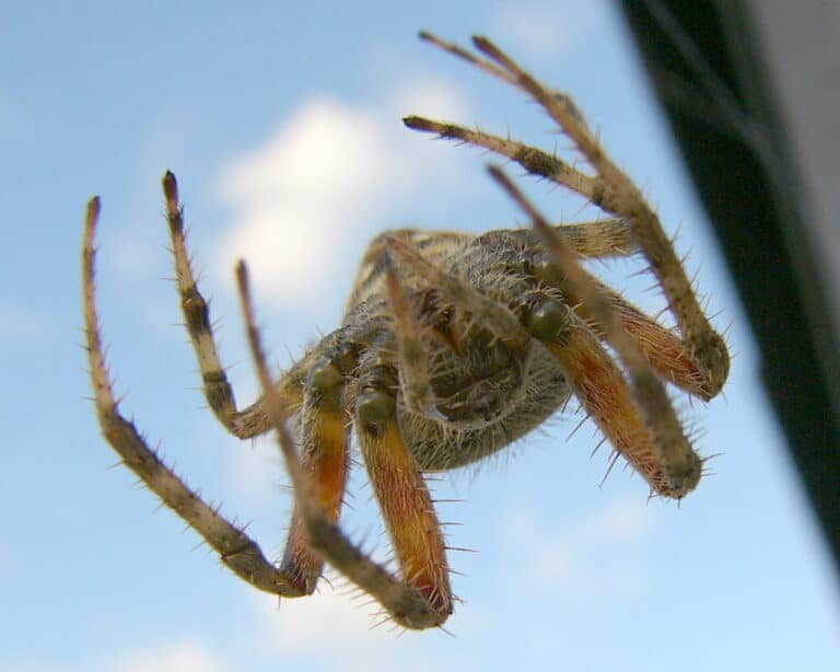 barn spider upside down barn spider upside down