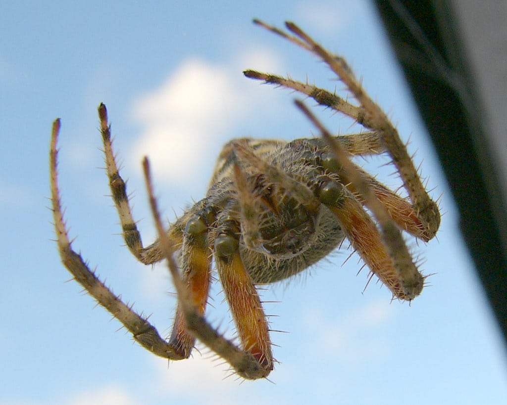 barn spider upside down barn spider upside down