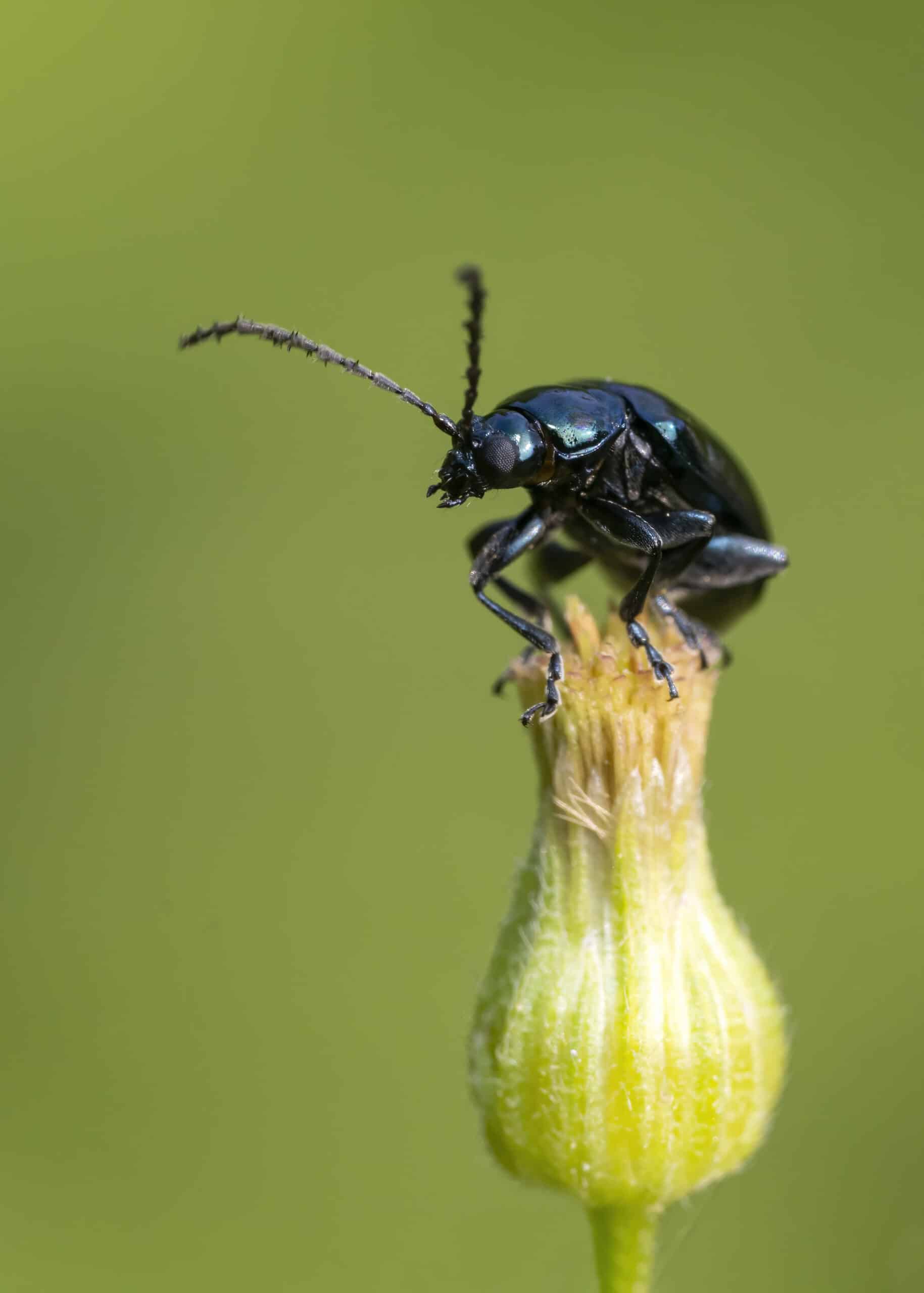 alder flea beetle