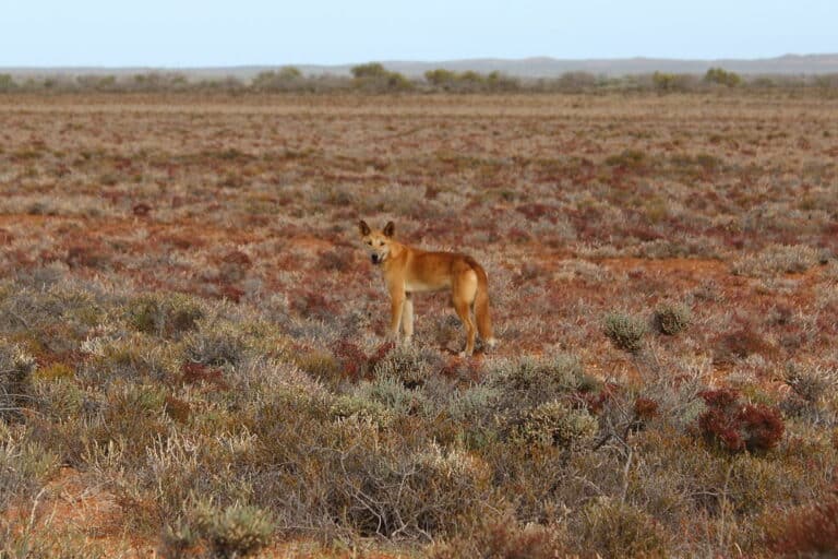 canidae>canis lupus dingo dingo img1194 canidae>canis lupus dingo dingo img1194