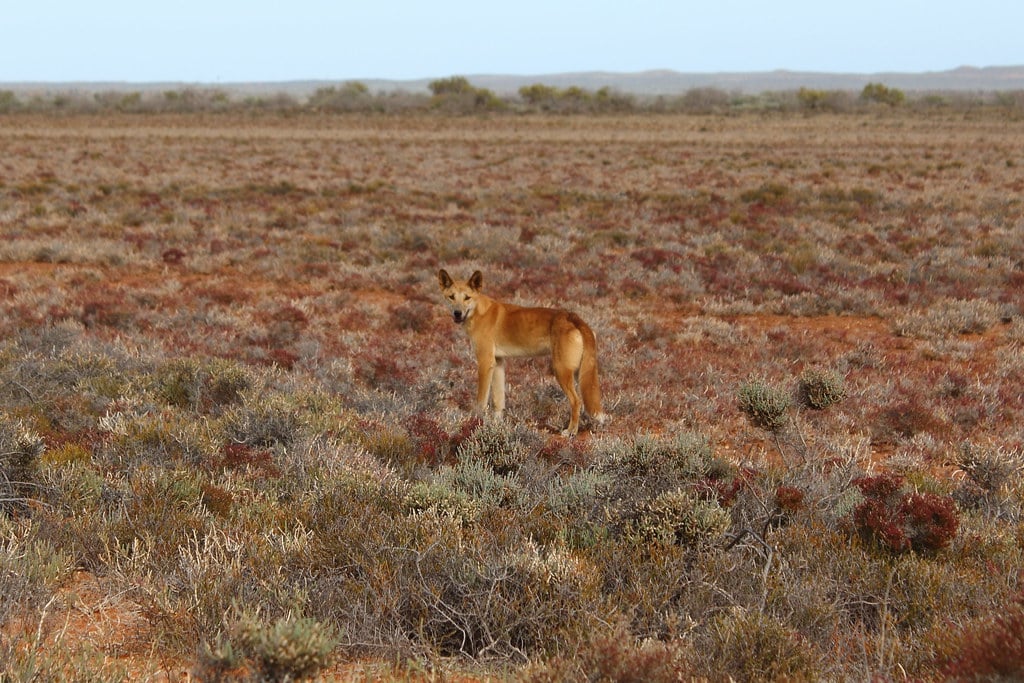 canidae>canis lupus dingo dingo img1194 canidae>canis lupus dingo dingo img1194