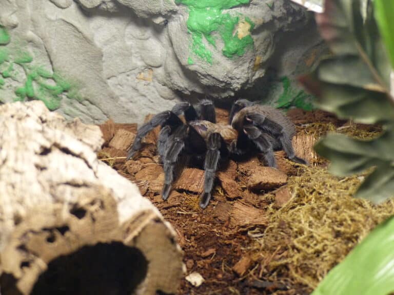 texas brown tarantula texas brown tarantula