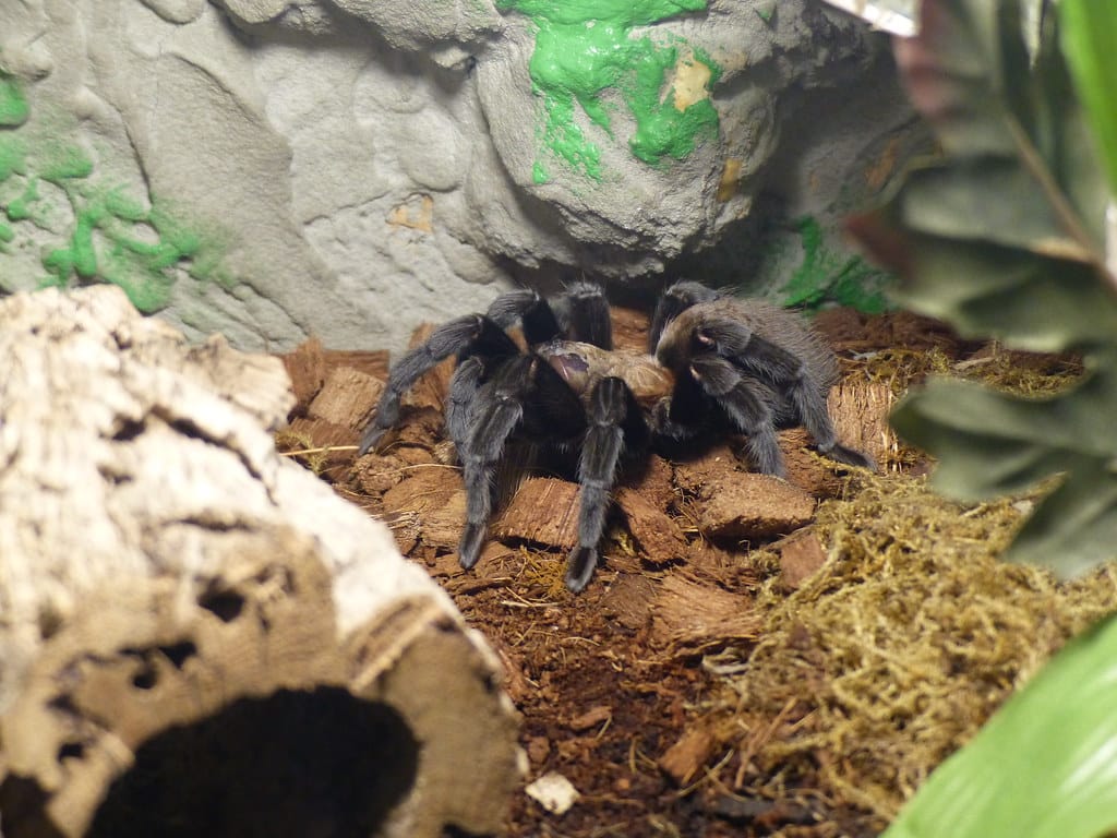 texas brown tarantula texas brown tarantula