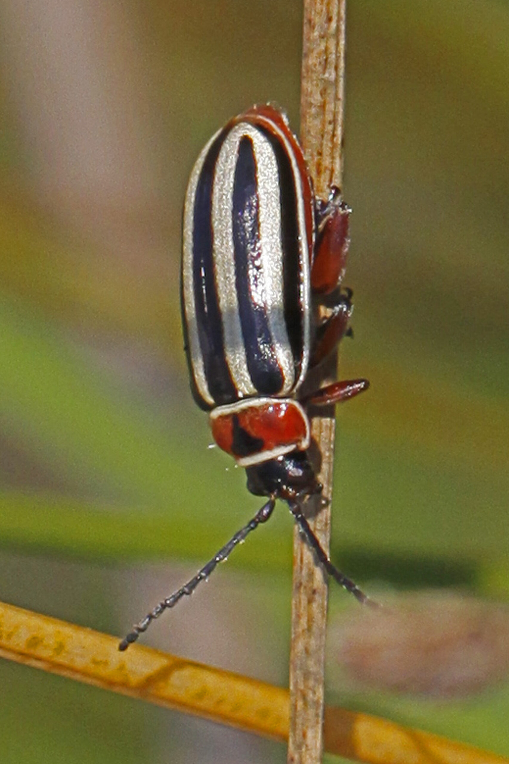 flea beetle disonycha pensylvanica, patuxent national wildlife refuge, maryland 01