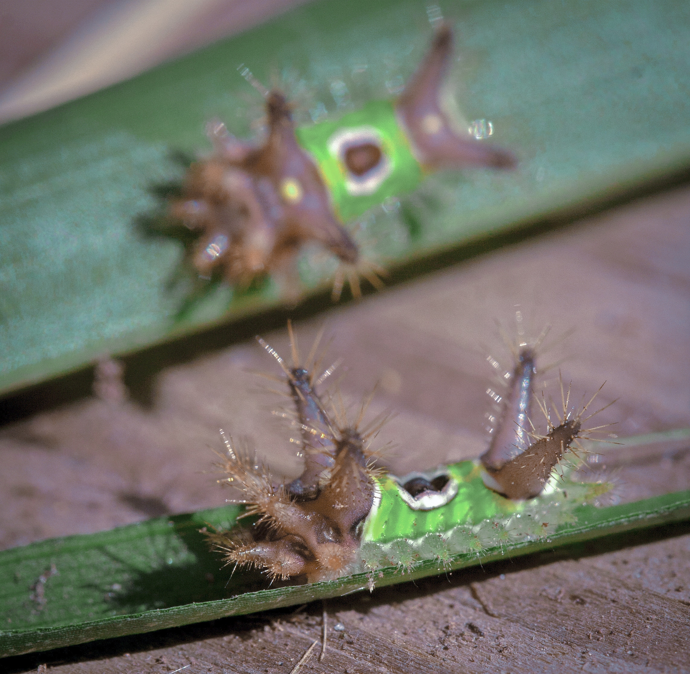 saddleback caterpillar moth hodges 4700 (acharia stimulea) saddleback caterpillar moth hodges 4700 (acharia stimulea)