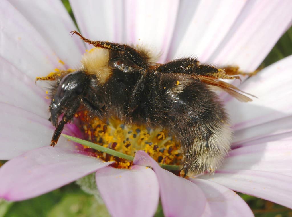 barbut’s cuckoo bee, bombus barbutellus
