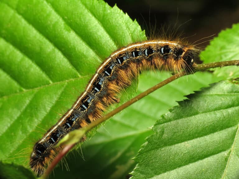 eastern tent caterpillar eastern tent caterpillar