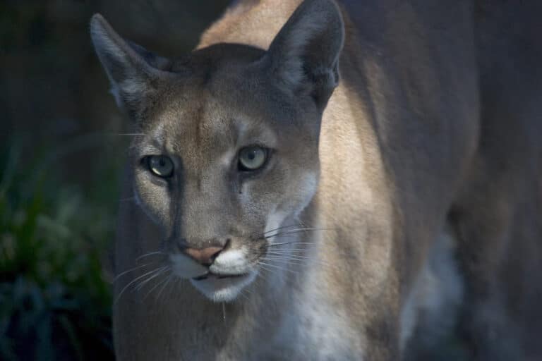 florida panther (1), npsphoto, rodney cammauf florida panther (1), npsphoto, rodney cammauf