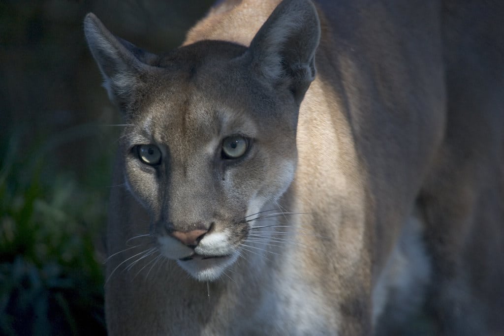 florida panther (1), npsphoto, rodney cammauf florida panther (1), npsphoto, rodney cammauf