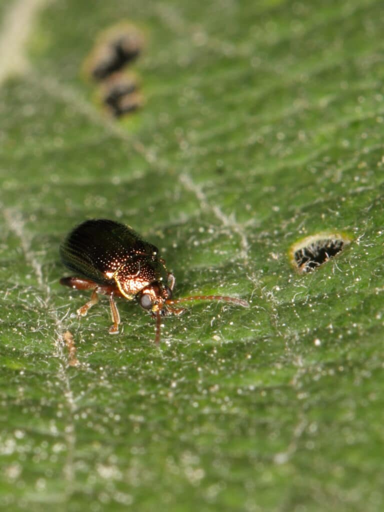 file:crepidodera flea beetle (chrysomelidae) from east germany (8073717352).jpg