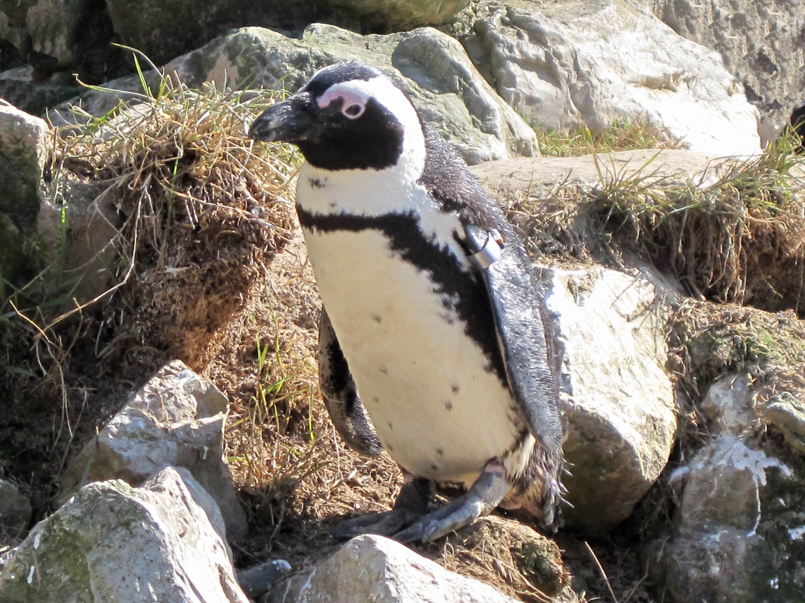 spheniscus demersus (jackass or black footed penguin), burgers zoo, arnhem, the netherlands