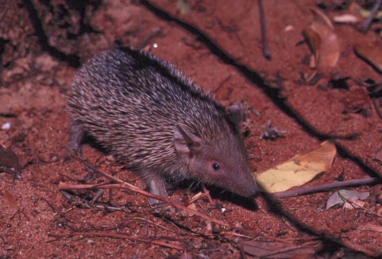 tailless tenrec walking on ground tailless tenrec walking on ground