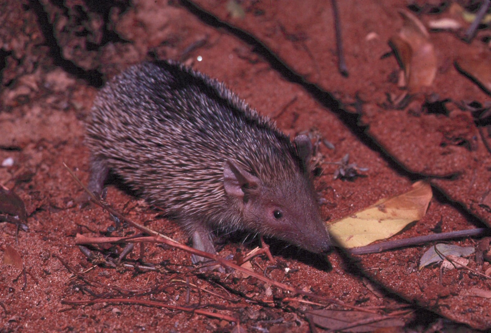 tailless tenrec walking on ground tailless tenrec walking on ground