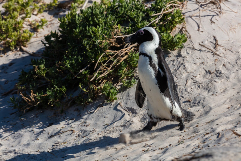 Pingüino de El Cabo (Spheniscus demersus), Playa de Boulders, Simon’s Town, Sudáfrica, 2018-07-23, DD 44