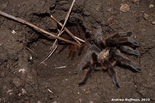 aphonopelma hentzi (texas brown tarantula) aphonopelma hentzi (texas brown tarantula)
