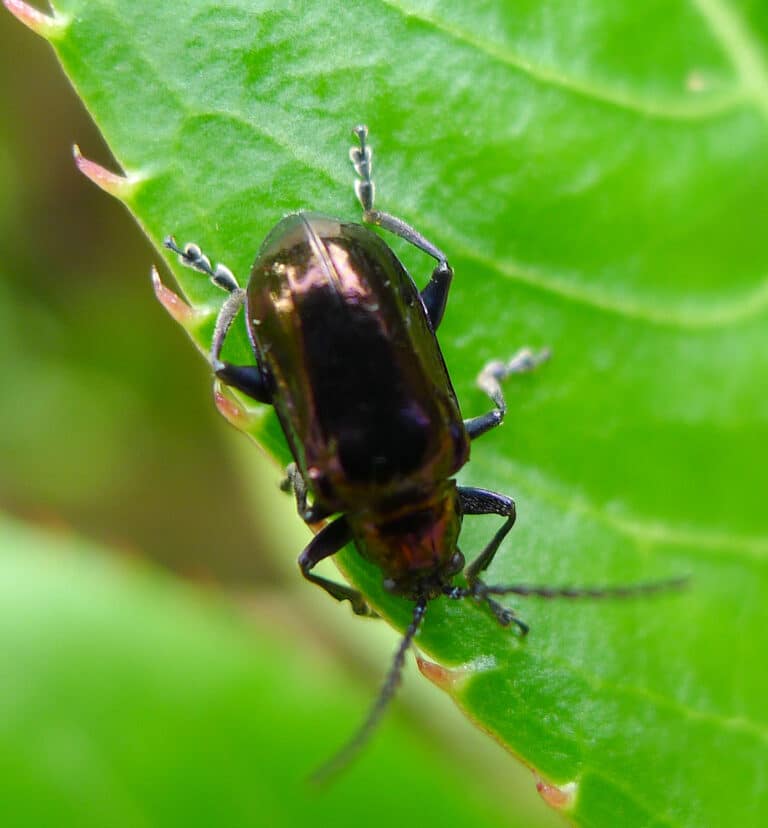 file:altica species. (flea beetle). chrysomelidae flickr gailhampshire.jpg
