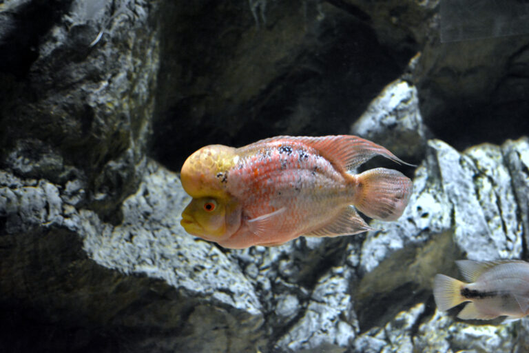 amphilophus citrinellus amphilophus citrinellus