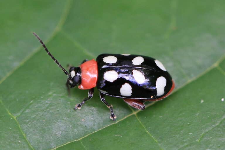 file:eight spotted flea beetle (omophoita cyanipennis octomaculata).jpg