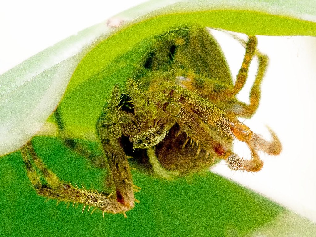 araneus diadematus hidden under a curled leaf