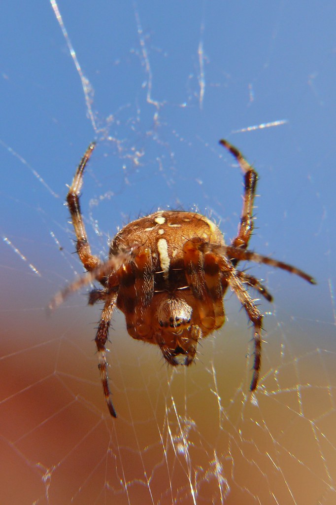 garden spider, (araneus diadematus)