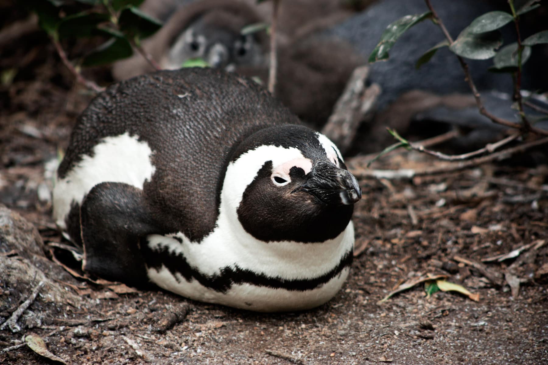 african penguin spheniscus demersus