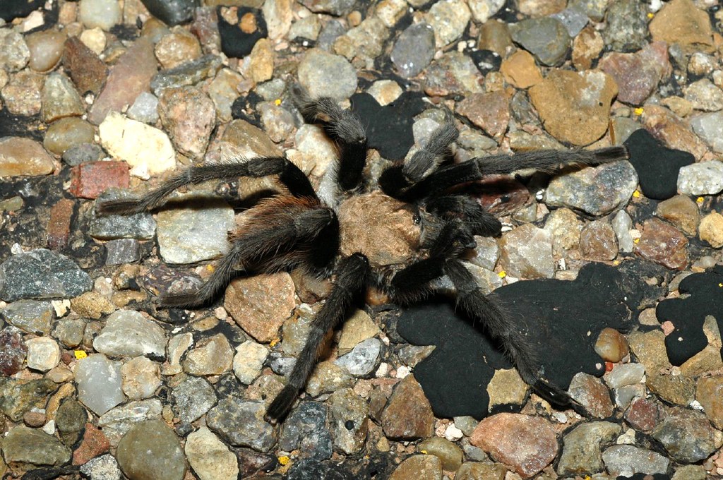 texas brown tarantula texas brown tarantula