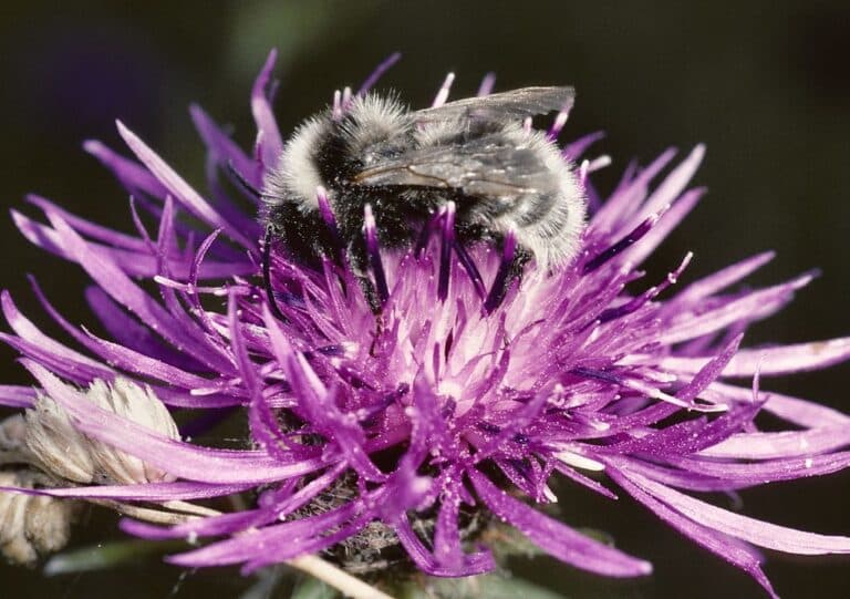 cuckoo bumblebee, bombus barbutellus (kirby) m, great breach wood, poldens, somerset st5032, © ro Barbut’s Cuckoo Bumblebee