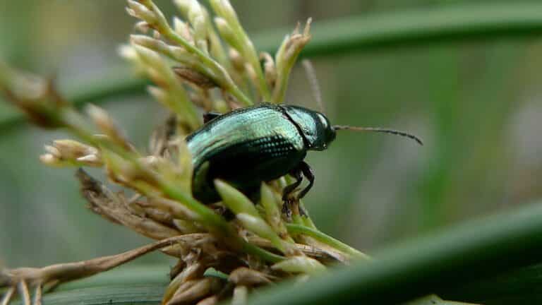 flea beetle (6775805105)