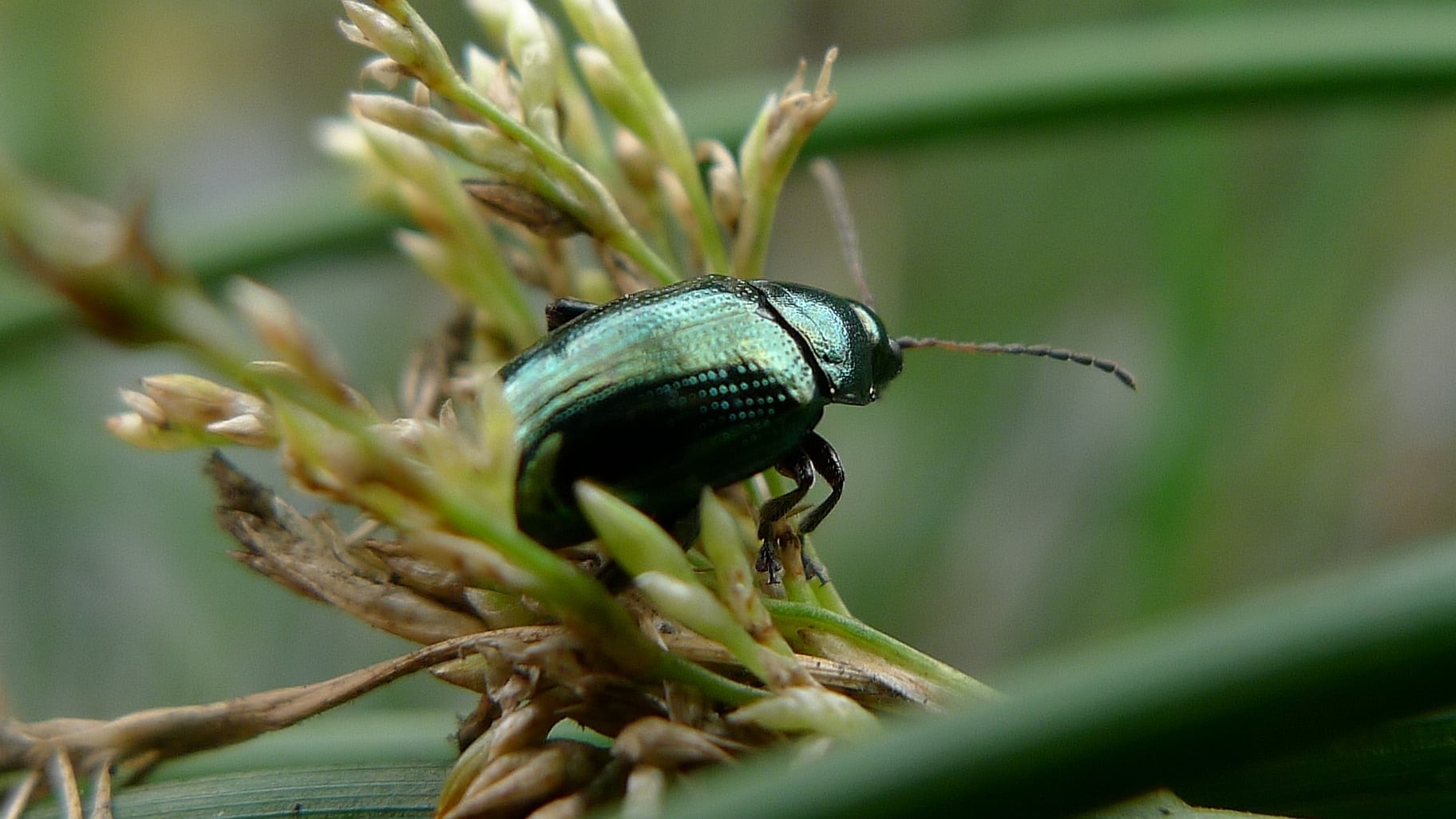 flea beetle (6775805105)