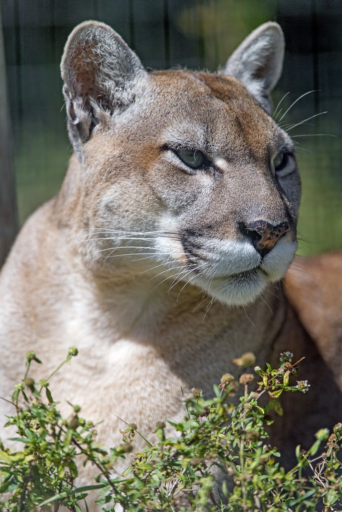 comfortable florida panther comfortable florida panther