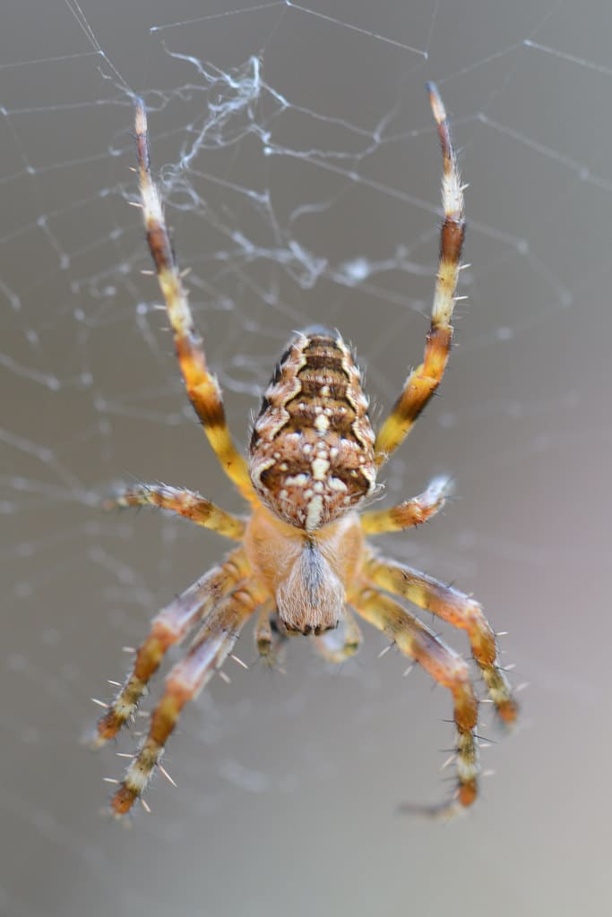 araneus diadematus