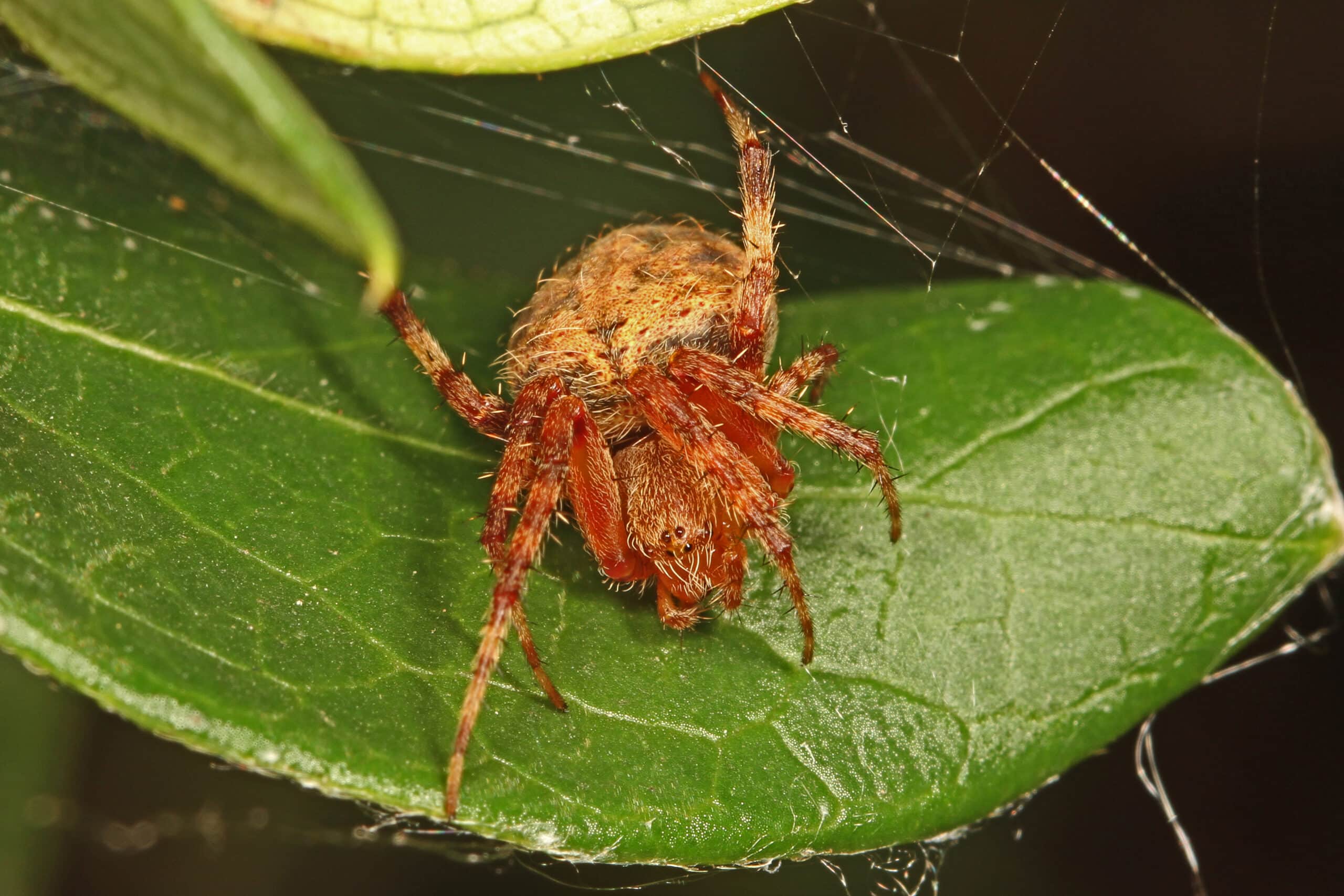 barn spider neoscona crucifera, woodbridge, virginia 01 barn spider neoscona crucifera, woodbridge, virginia 01 Barn Spider