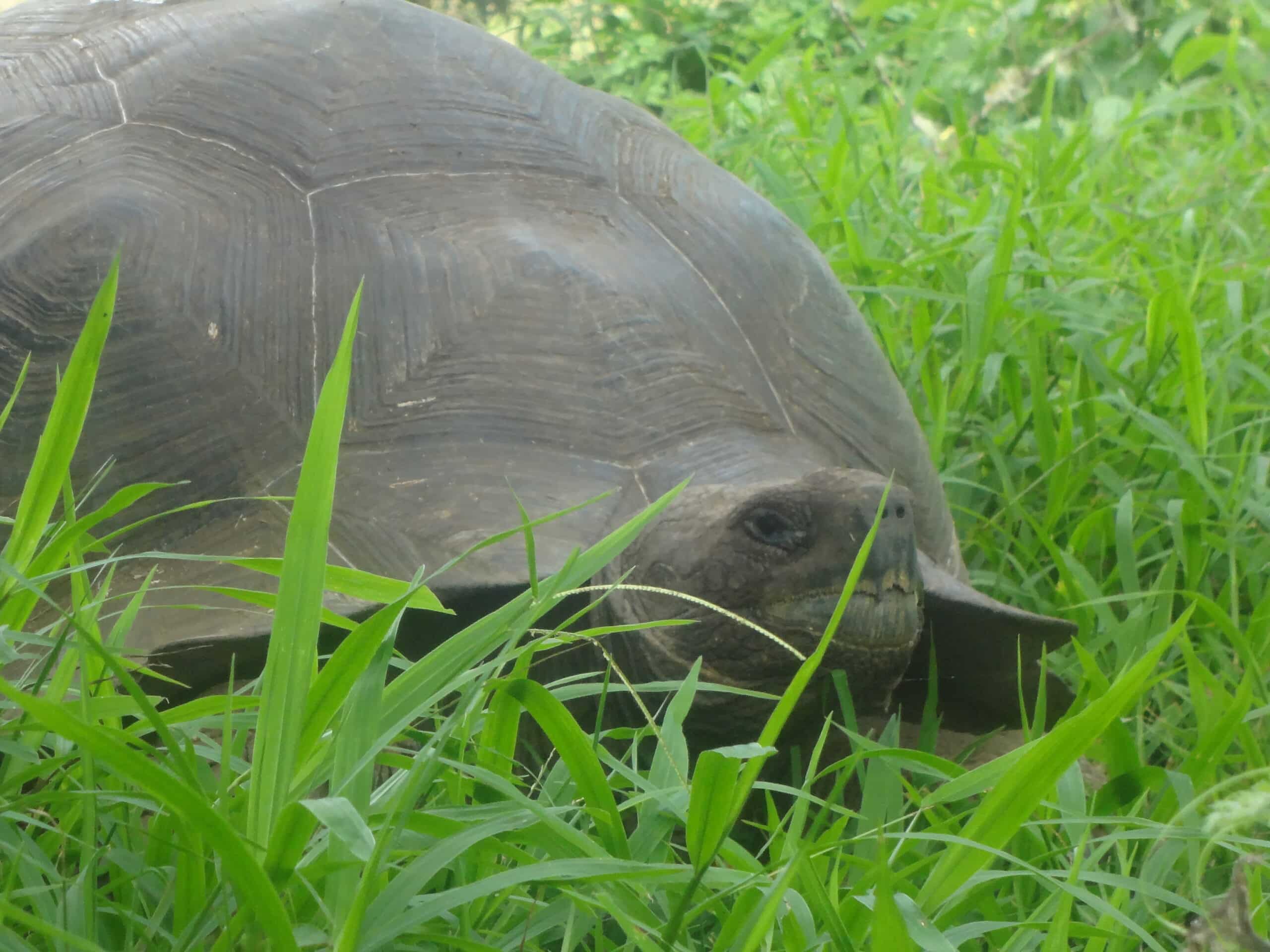 (chelonoidis nigra) el chato reserve, santa cruz galapagos )pic. y (chelonoidis nigra) el chato reserve, santa cruz galapagos )pic. y