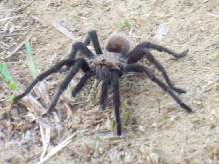 texas brown tarantula texas brown tarantula