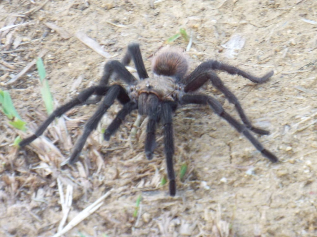 texas brown tarantula texas brown tarantula
