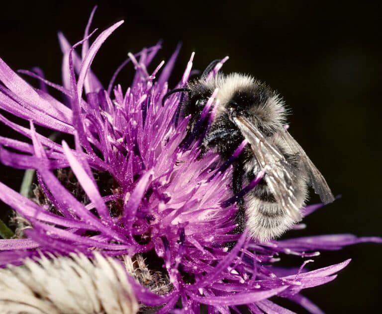 cuckoo bumblebee, bombus barbutellus (kirby) m, great breach wood, poldens, somerset st5032, © r2