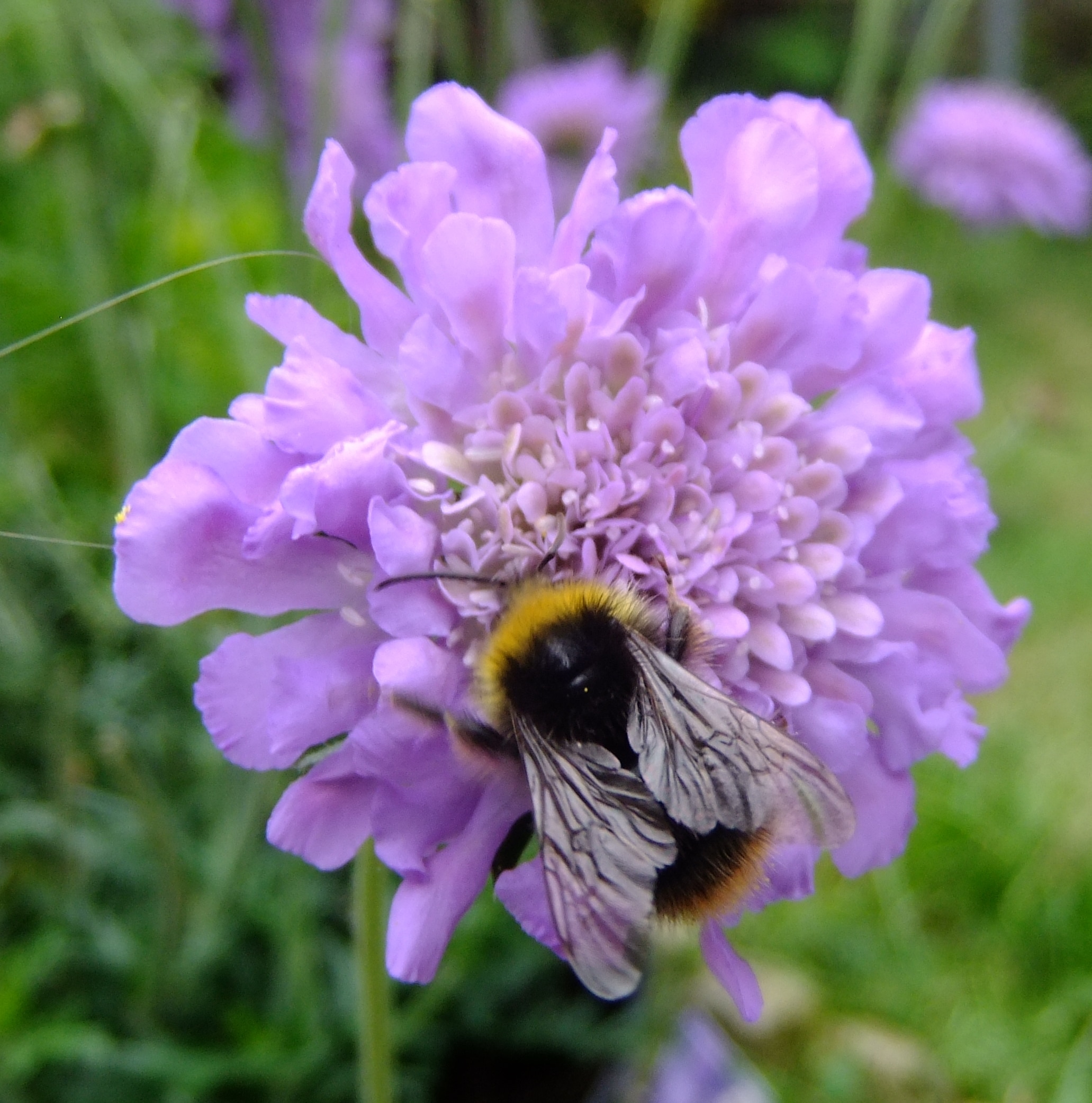 file:bumblebee on scabious, sandy, bedfordshire (7358877226).jpg