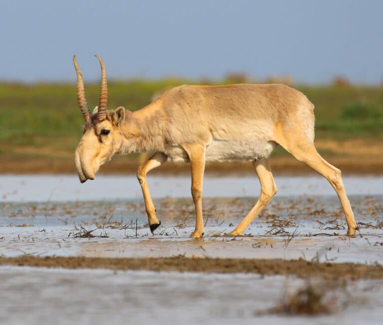 saiga antelope at the stepnoi sanctuary saiga antelope at the stepnoi sanctuary Saiga