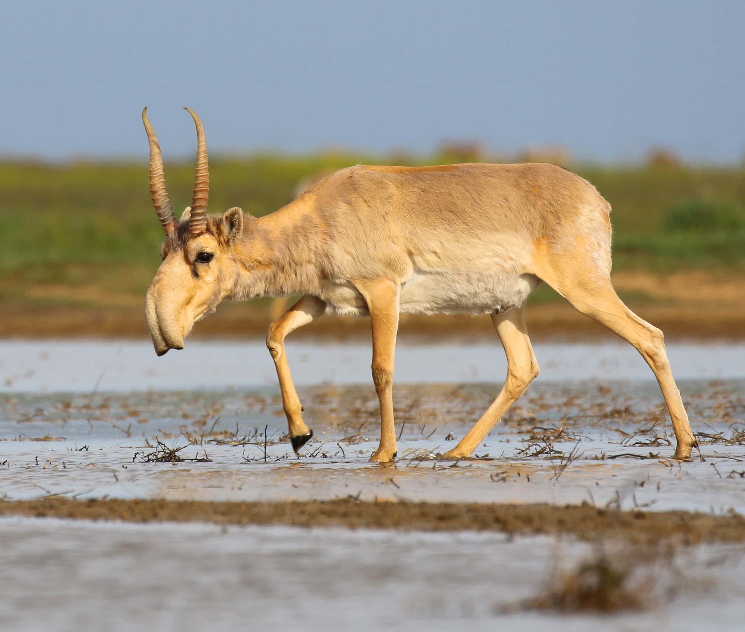 saiga antelope at the stepnoi sanctuary saiga antelope at the stepnoi sanctuary Saiga
