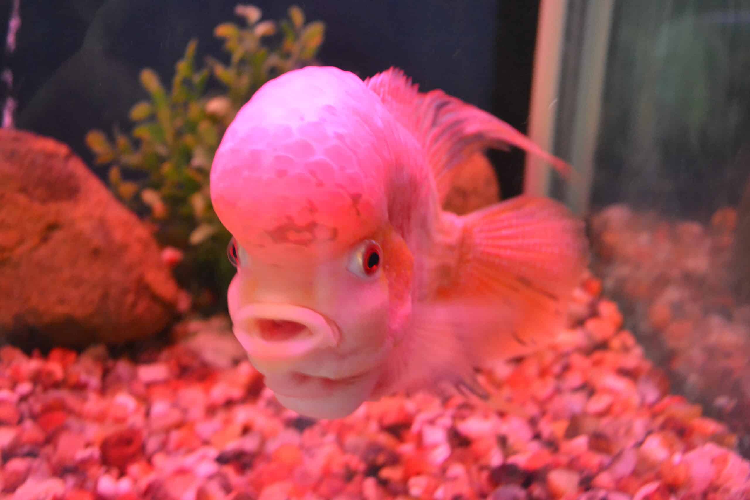albino flowerhorn albino flowerhorn Flowerhorn Fish