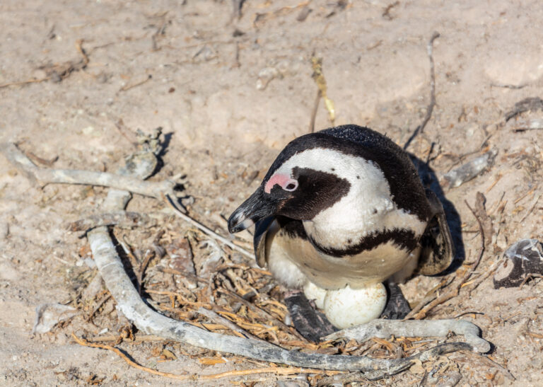 Pingüinos de El Cabo (Spheniscus demersus), Playa de Boulders, Simon’s Town, Sudáfrica, 2018-07-23, DD 18