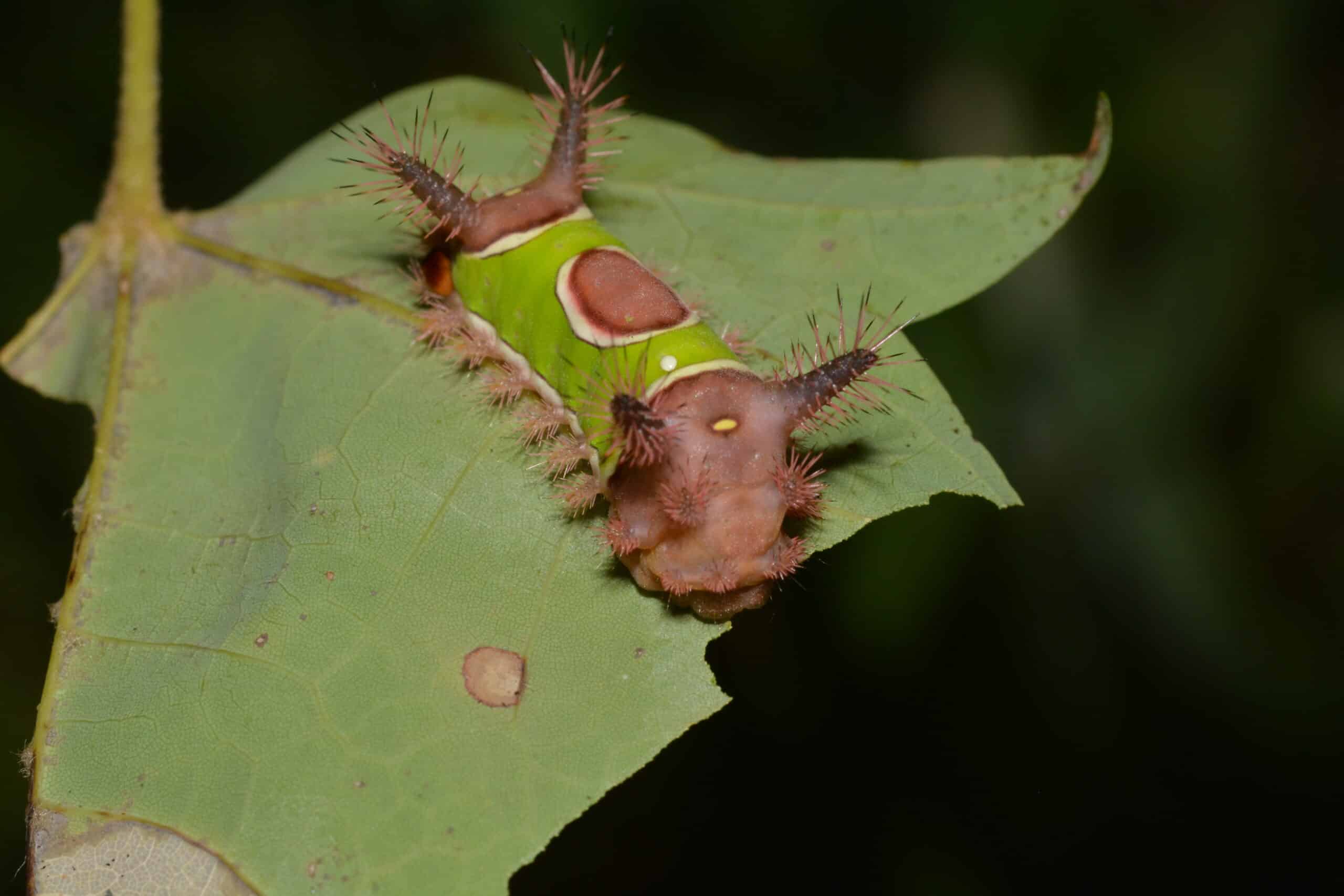 4700 – acharia stimulea – saddleback caterpillar moth caterpillar (42669243520) 4700 – acharia stimulea – saddleback caterpillar moth caterpillar (42669243520) Saddleback Caterpillar