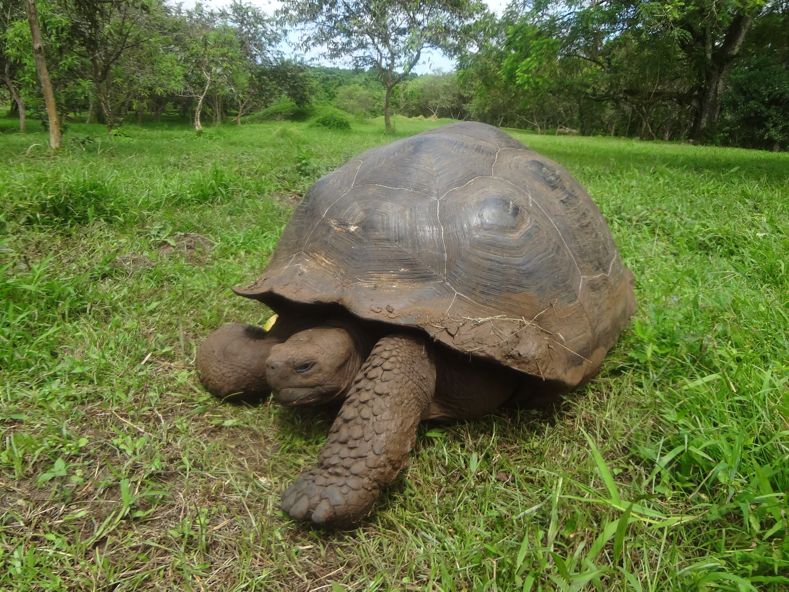 file:(chelonoidis nigra) el chato reserve galápagos tortoise.jpg file:(chelonoidis nigra) el chato reserve galápagos tortoise.jpg