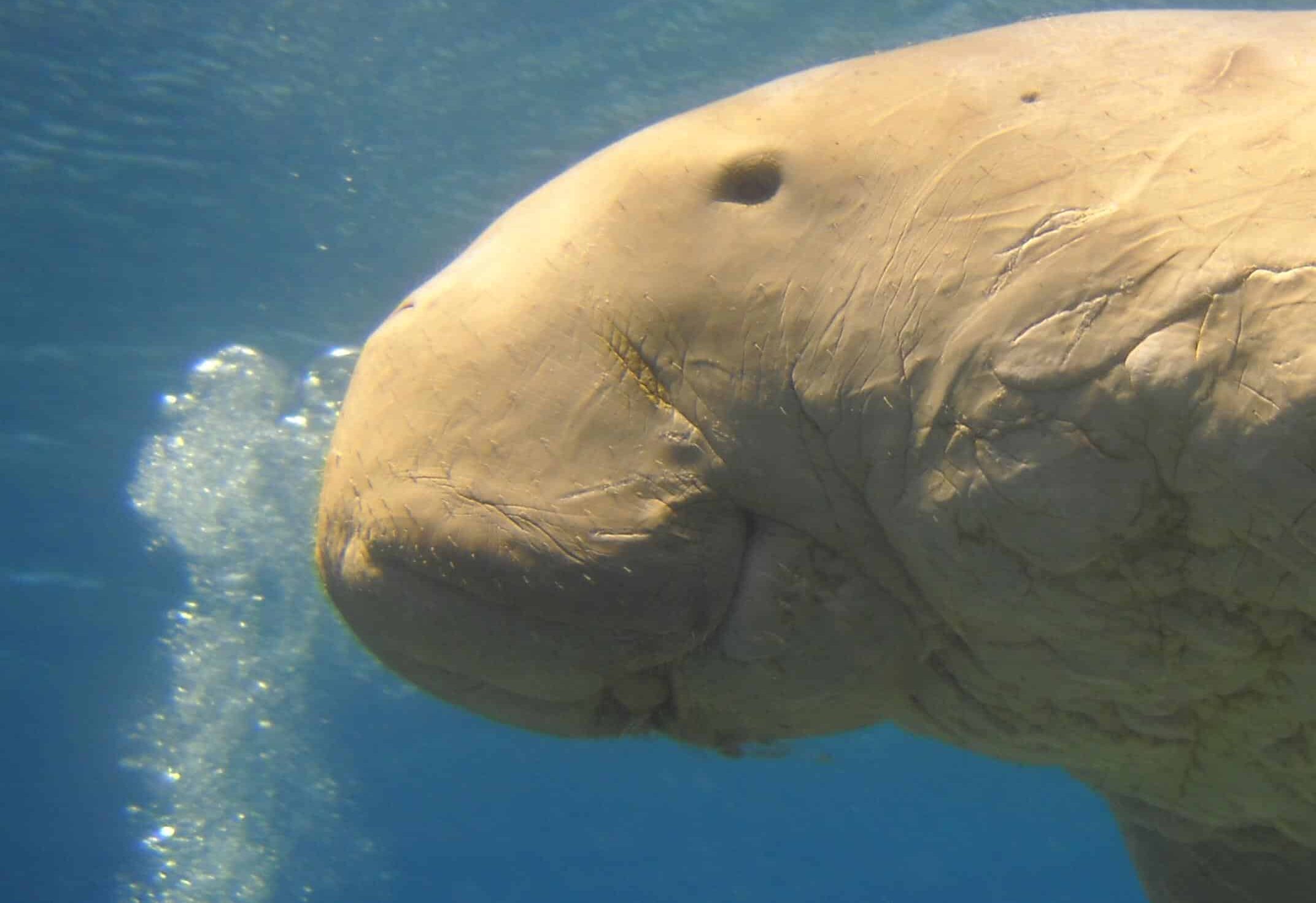 file:the head of dugong dugon.jpg file:the head of dugong dugon.jpg