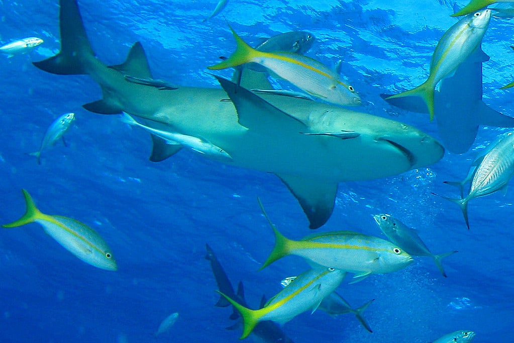 img 0938bcrsa lemon shark (negaprion brevirostris) img 0938bcrsa lemon shark (negaprion brevirostris)