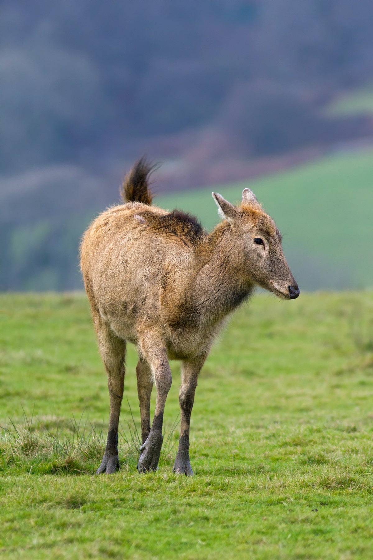 pere davids deer female