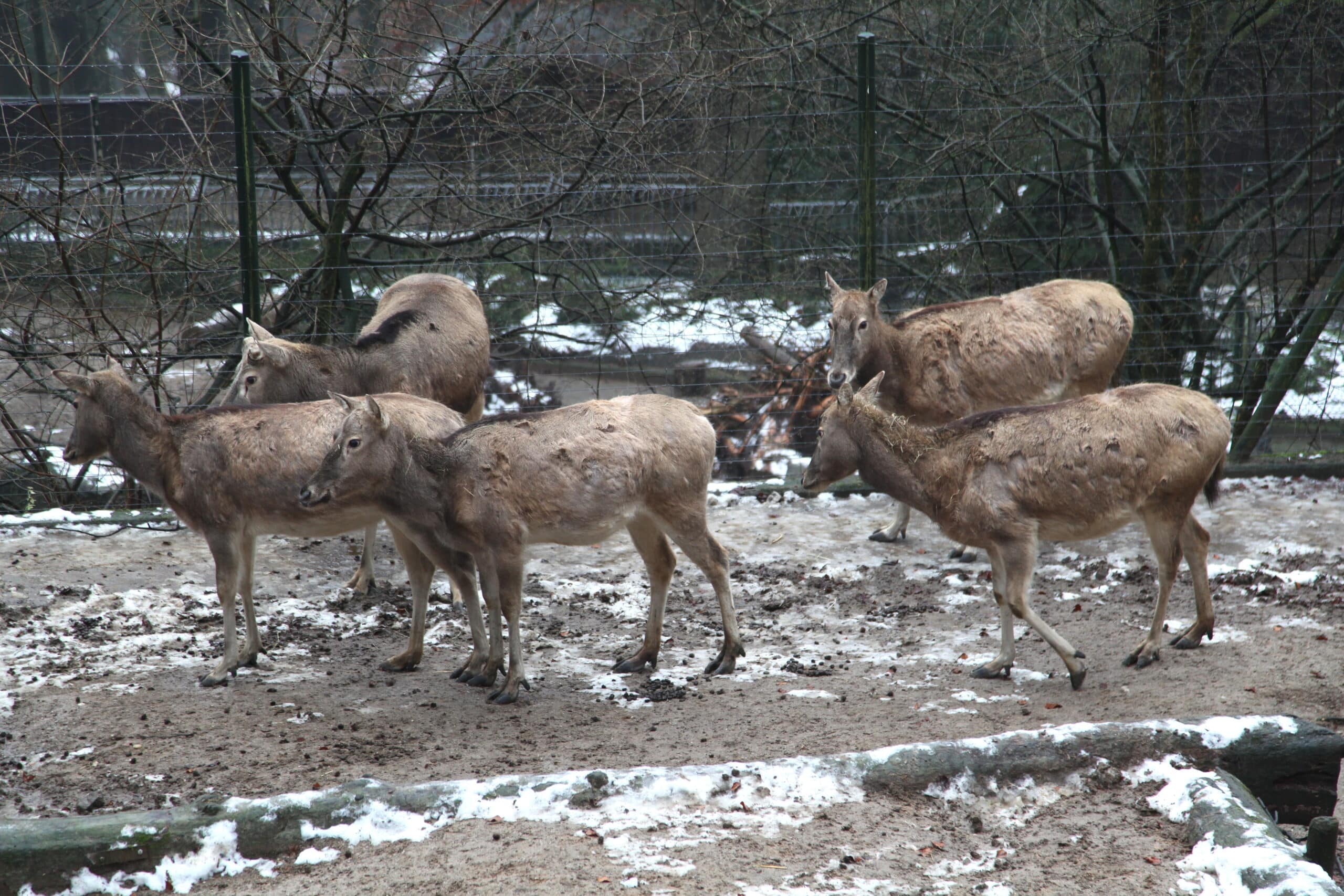 wuppertal zoo im winter1415 elaphurus davidianus 02 ies