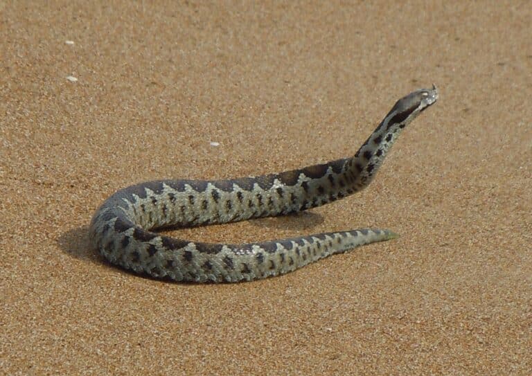 vipera ammodytes sur la page de kakovatos en grèce