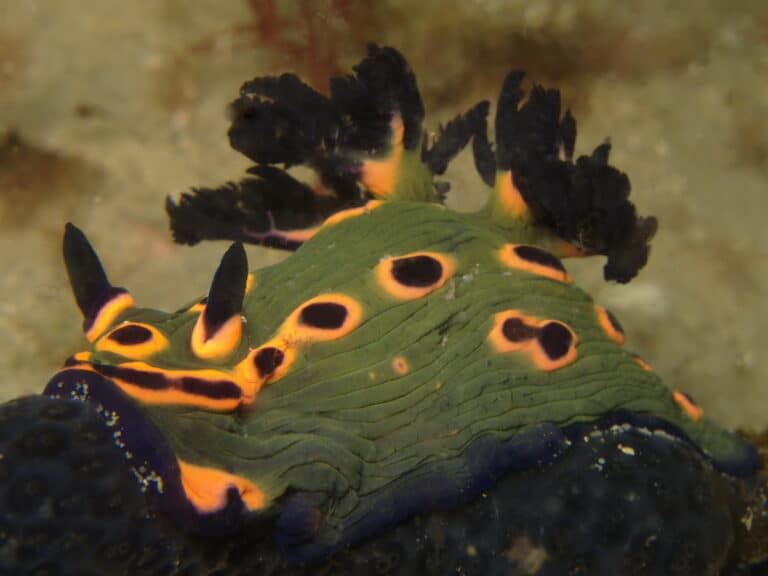 nudibranch nembrotha rosannulata nudibranch nembrotha rosannulata